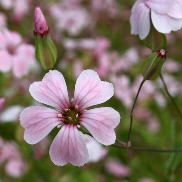 Vaccaria segetalis