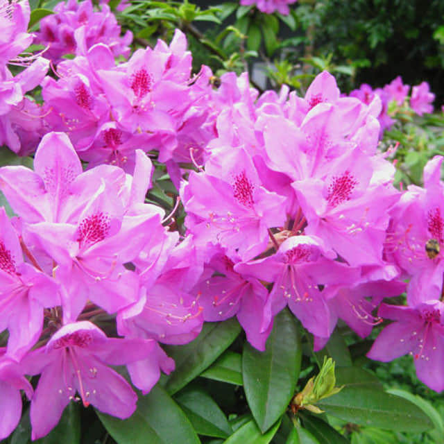 Rhododendron calendulaceum Brown Leaf Tips