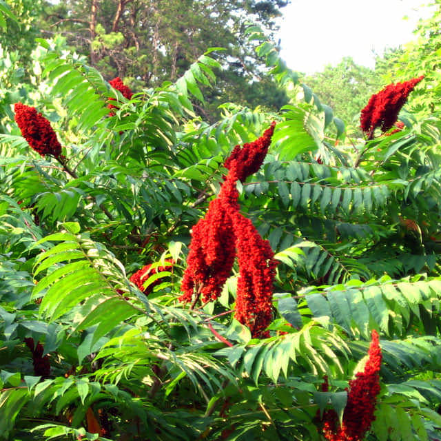 Rhus glabra Foglie gialle