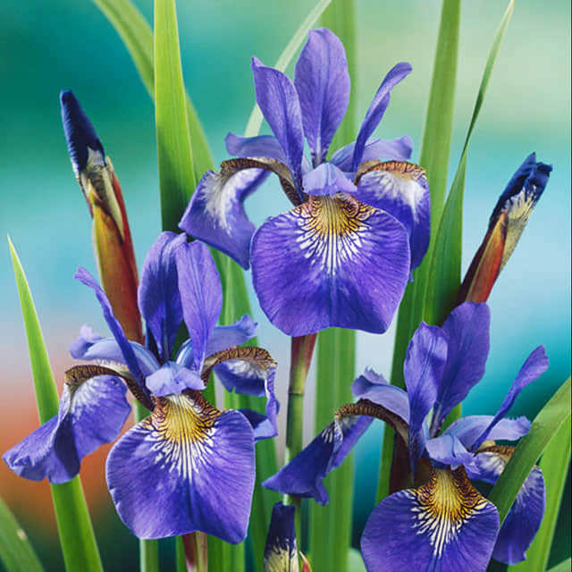 Iris sibirica