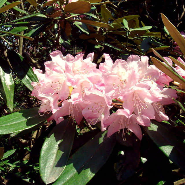 Rhododendron degronianum Fine Webbing
