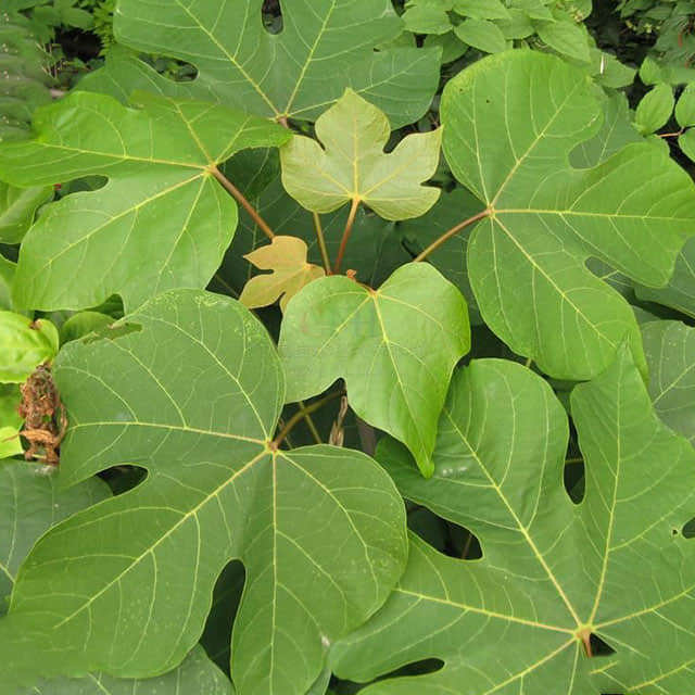 Firmiana simplex