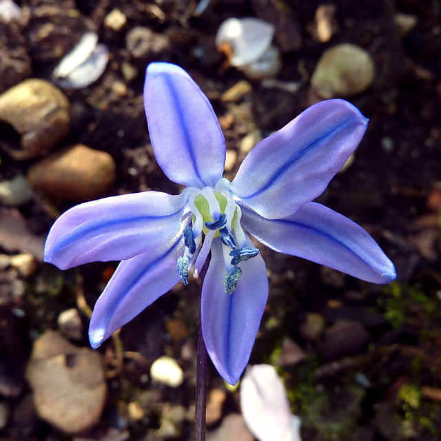 Scilla siberica