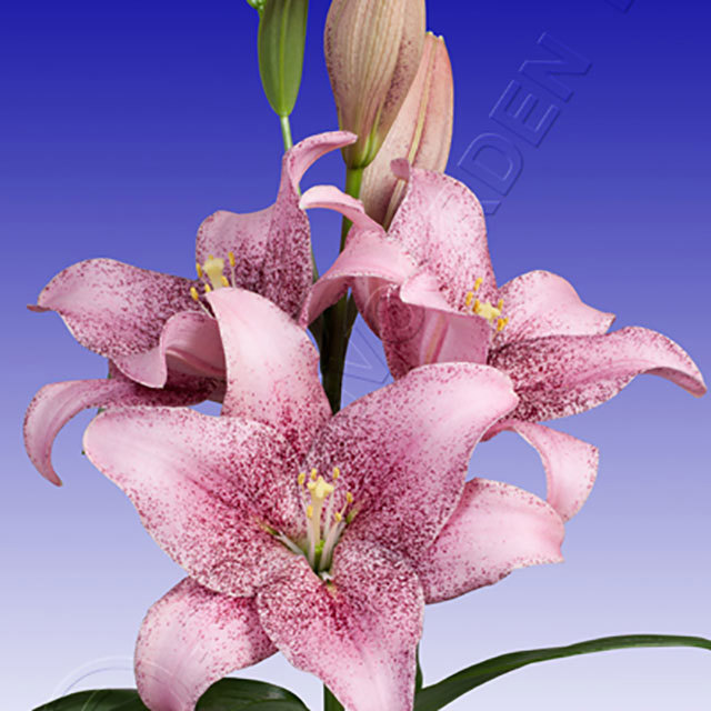 Lilium LA Hybrid Sweet Sugar Fine Webbing