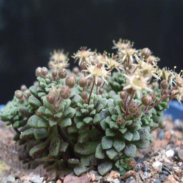 Monanthes muralis