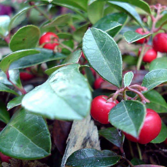 Gaultheria procumbens