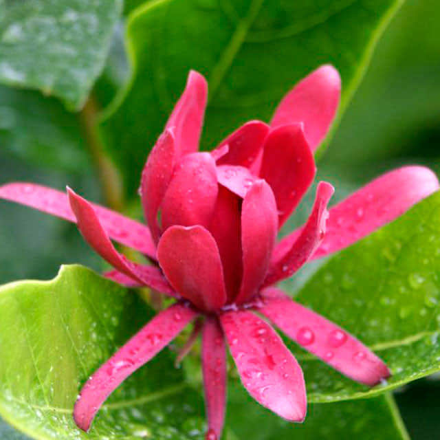 Calycanthus occidentalis