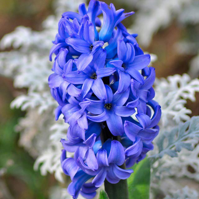 Hyacinthus orientalis