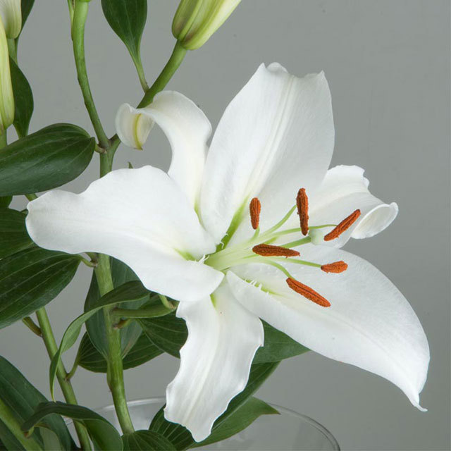 Lilium Rialto