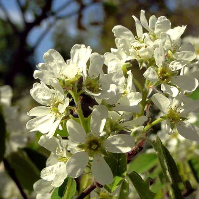 Amelanchier ovalis