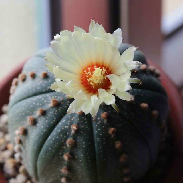 Astrophytum asterias