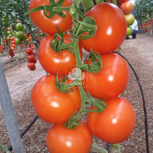 Solanum lycopersicum Motto F1 Leggy Stems