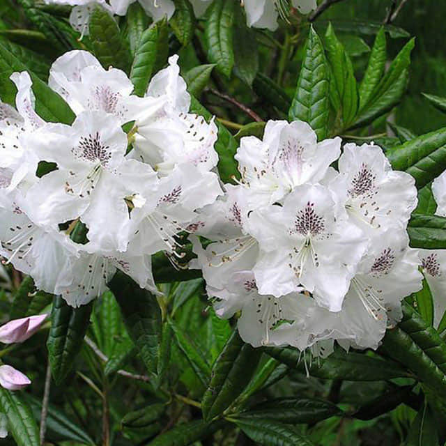 Rhododendron prunifolium Fine Webbing