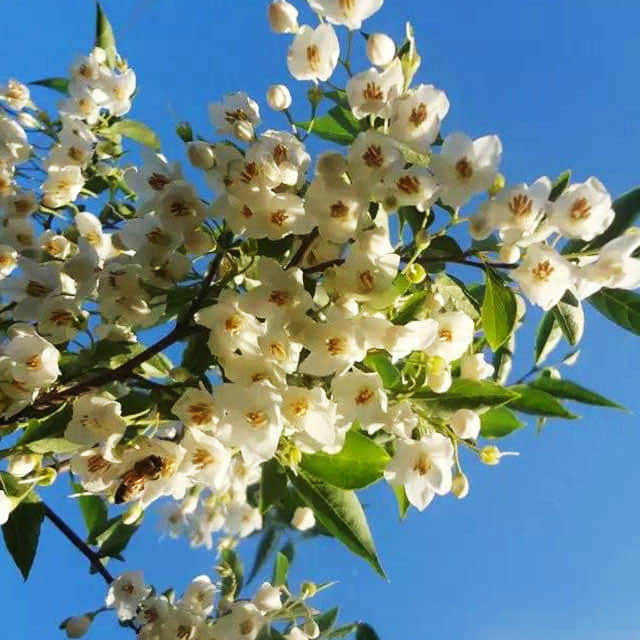 Jasminum nitidum