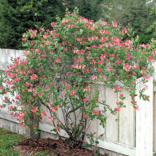 Lonicera x heckrottii