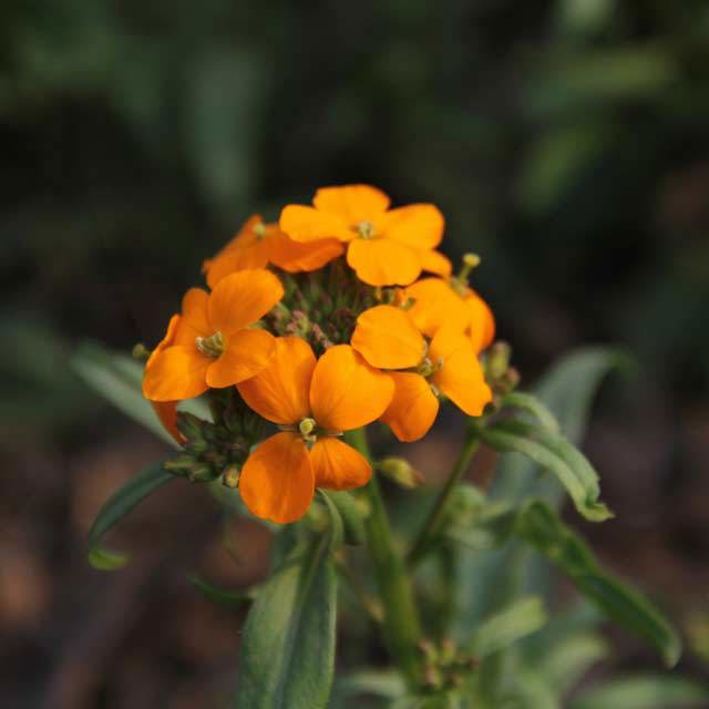 Cheiranthus cheiri