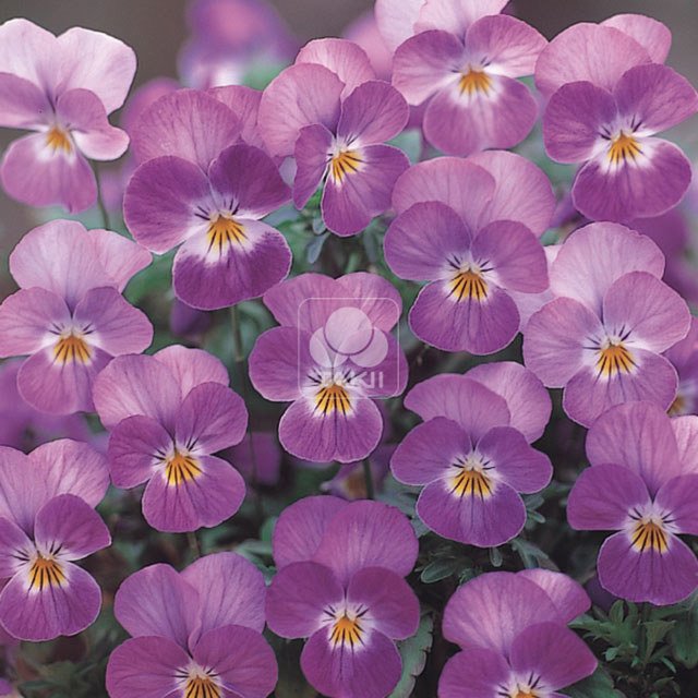 Viola cornuta Purple Rose White Face Leggy Stems