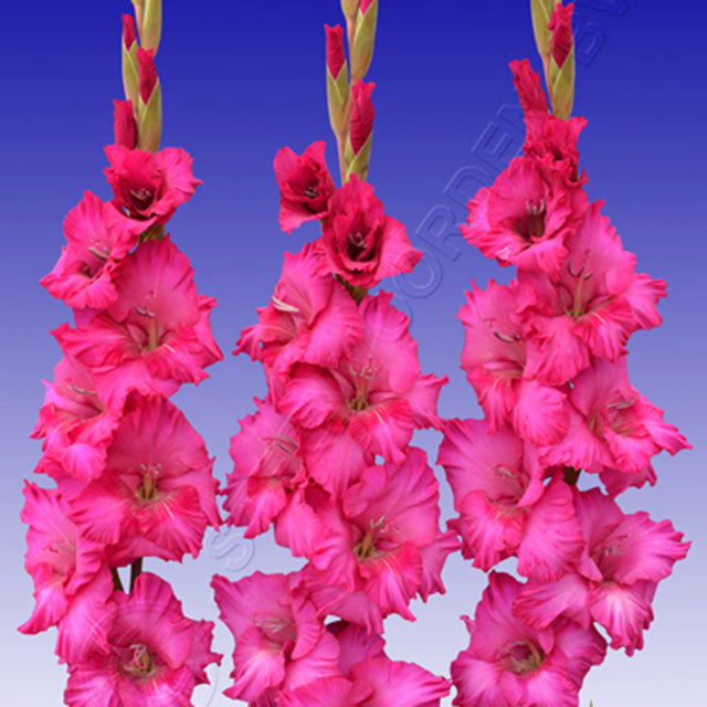 Gladiolus Astarta
