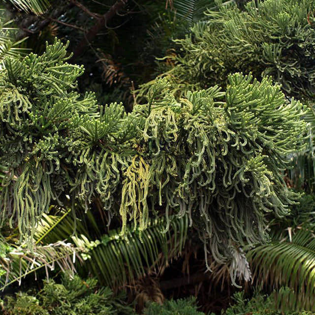 Araucaria cunninghamii