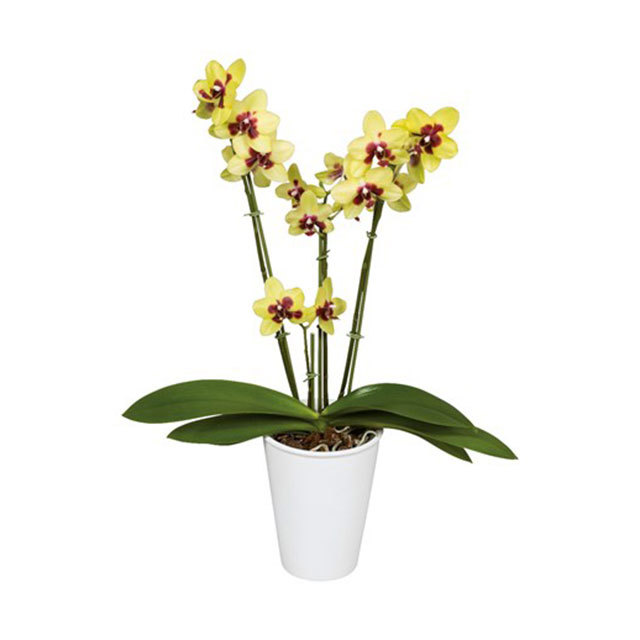 Phalaenopsis Segovia