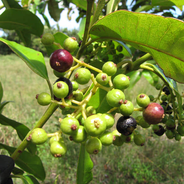 Pimenta dioica