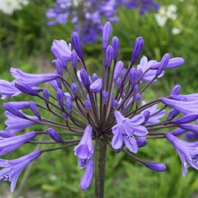 Agapanthus Dr. Brouwer