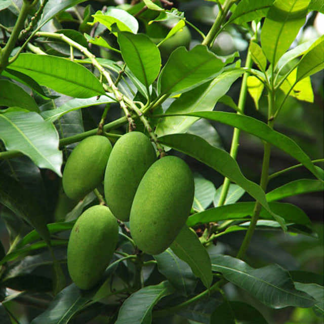 Mangifera indica