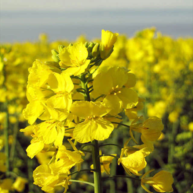 Brassica napus Fine Webbing