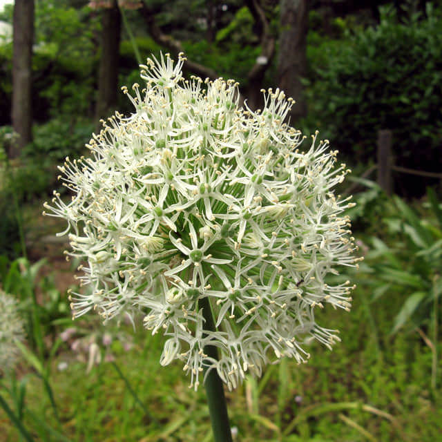 Allium stipitatum
