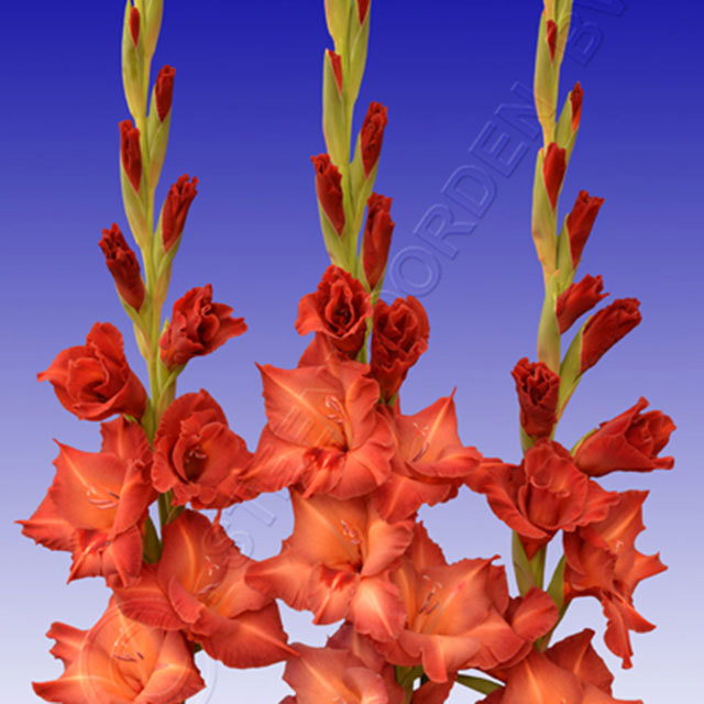 Gladiolus Antica