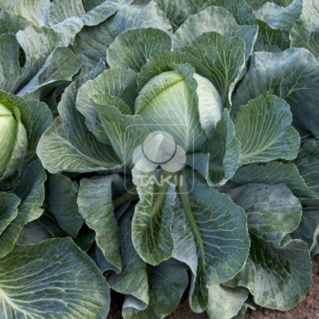 Brassica oleracea Storka F1 Drooping Leaves