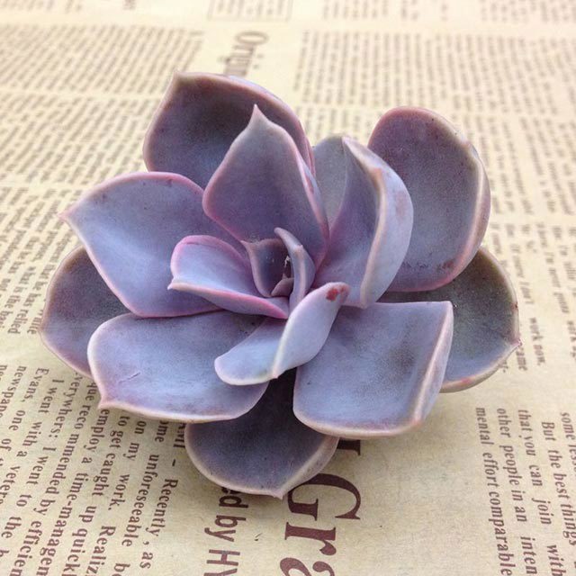 Echeveria Perle von Nürnberg Sticky Leaves