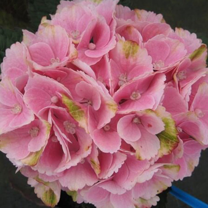 Hydrangea macrophylla Magical Pink Cloud White Cottony Spots