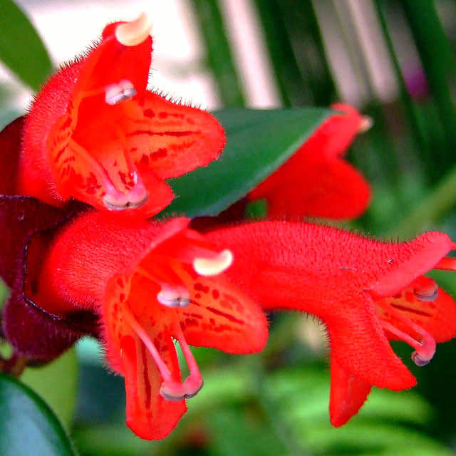 Aeschynanthus lobbianus