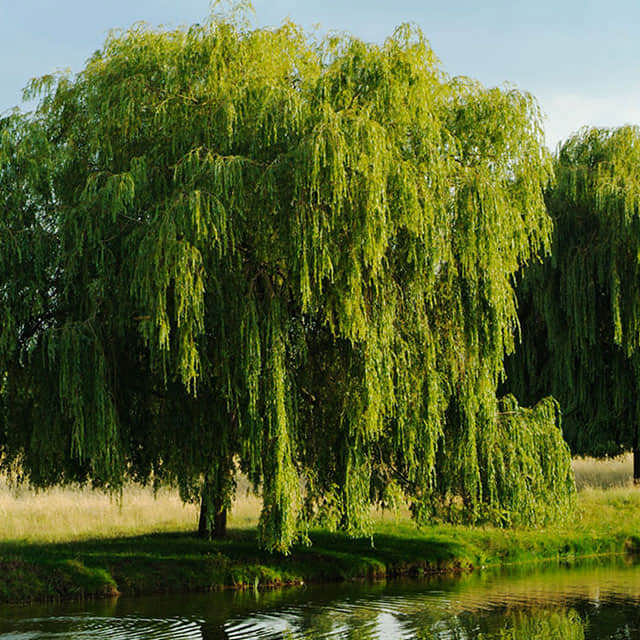 Salix