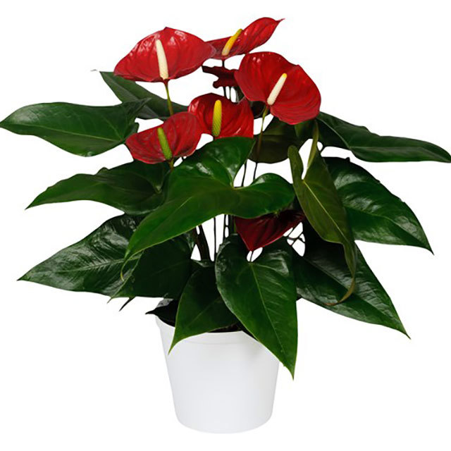 Anthurium andraeanum Nevada Fine Webbing