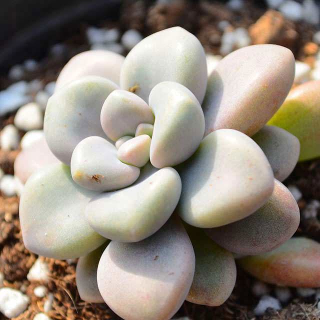 Graptopetalum sp. Ellen Sudden Leaf Drop
