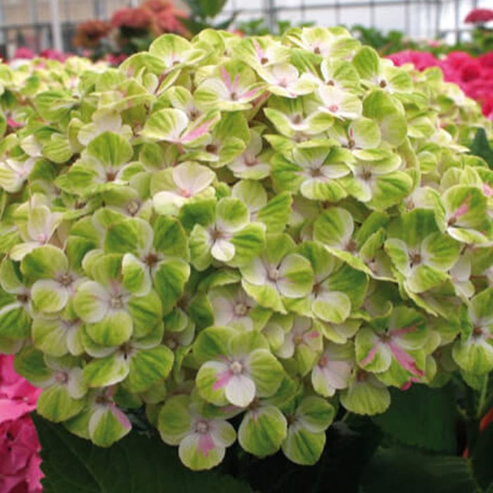 Hydrangea macrophylla Magical Green Waves Sticky Leaves