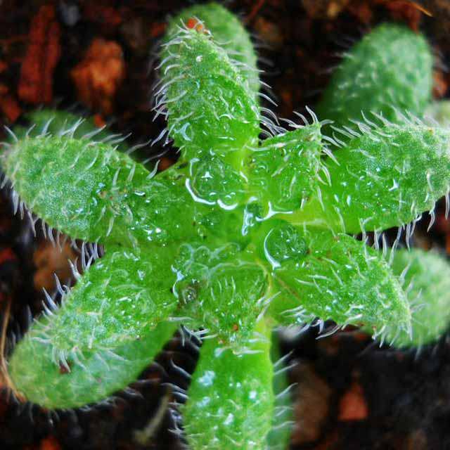 Crassula sp. Transvaal Drakensberg