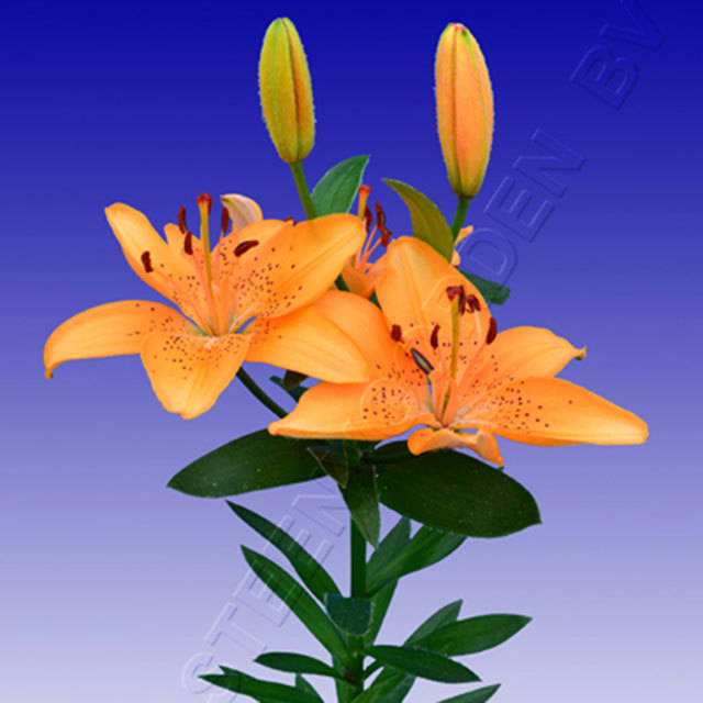 Lilium Apricot Joy Fine Webbing