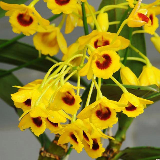 Dendrobium nobile Sticky Leaves