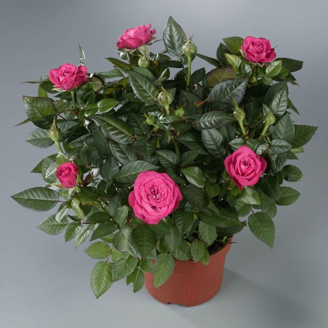 Mini Rose Purple Jewel