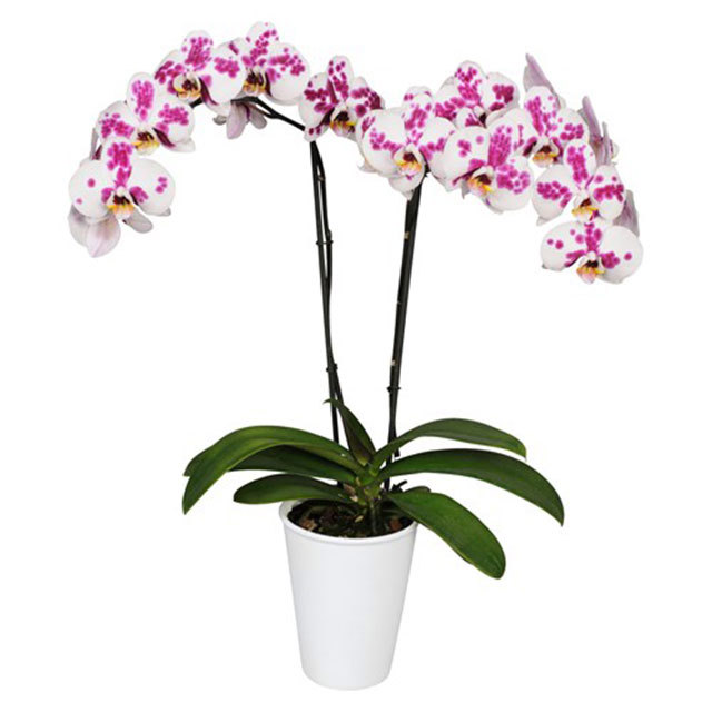 Phalaenopsis Merona
