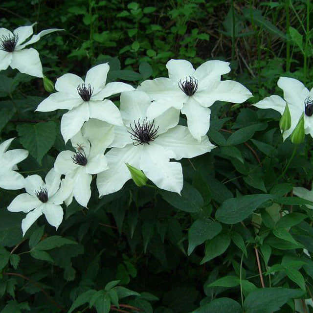Clematis Patens Drooping Leaves
