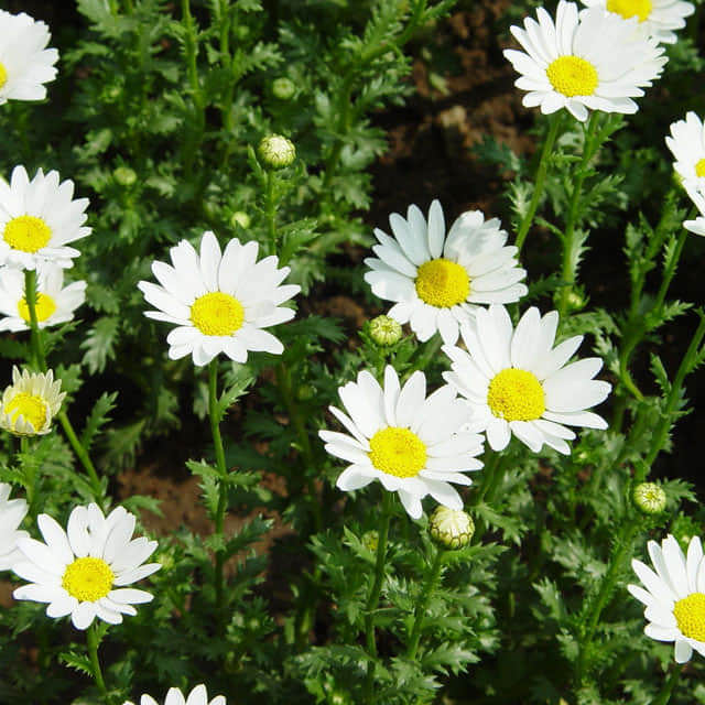 Tanacetum parthenium