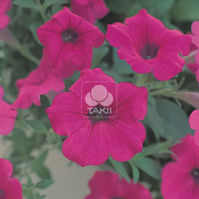Petunia Opera Supreme Purple