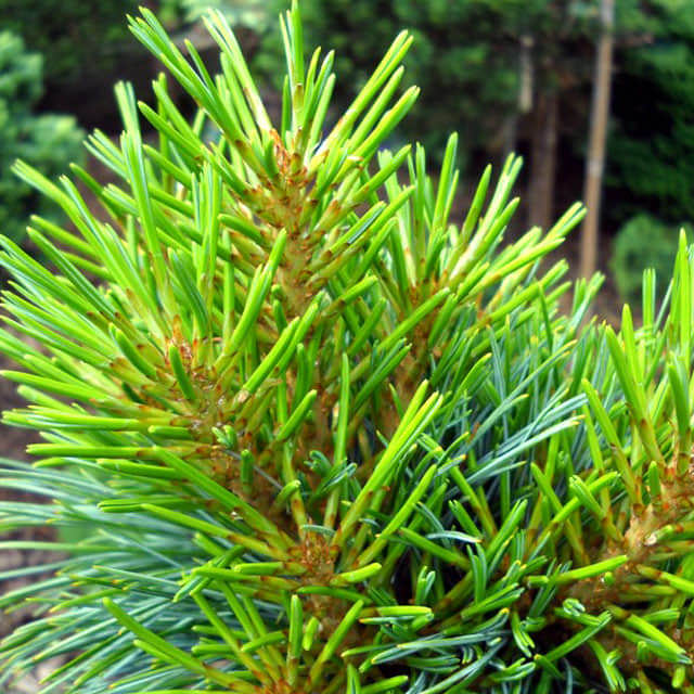 Pinus koraiensis