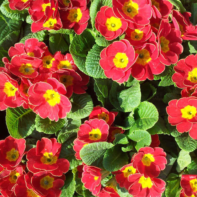 Primula sieboldii