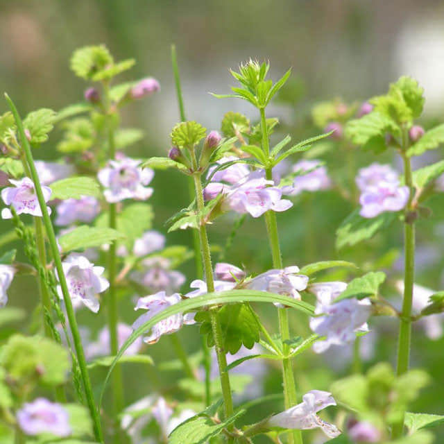 Glechoma longituba
