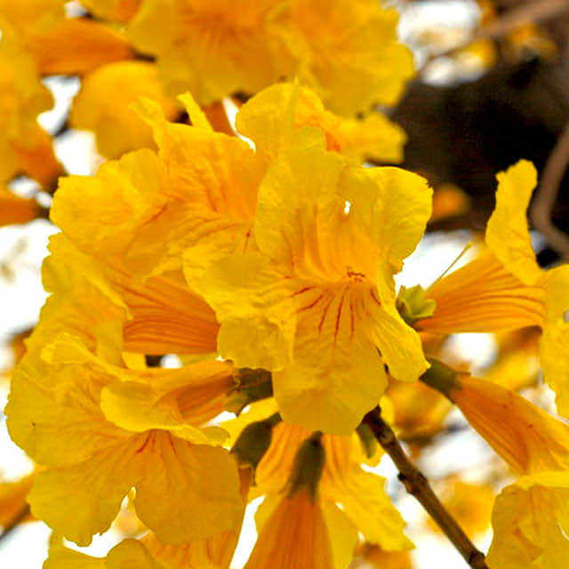 Tabebuia chrysantha